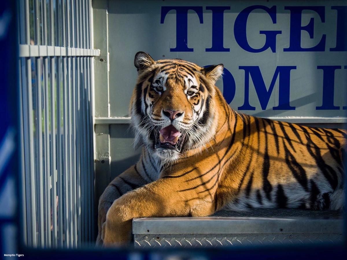 Memphis Mascot History: The Legacy of TOM and the Tigers of Memphis