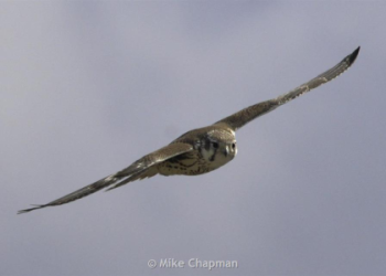 Falcons in Kansas: Guide to Species, Migration, and Local Wildlife