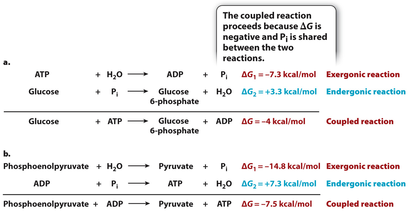 Negative ECR and ADP: Key Differences You Need to Know