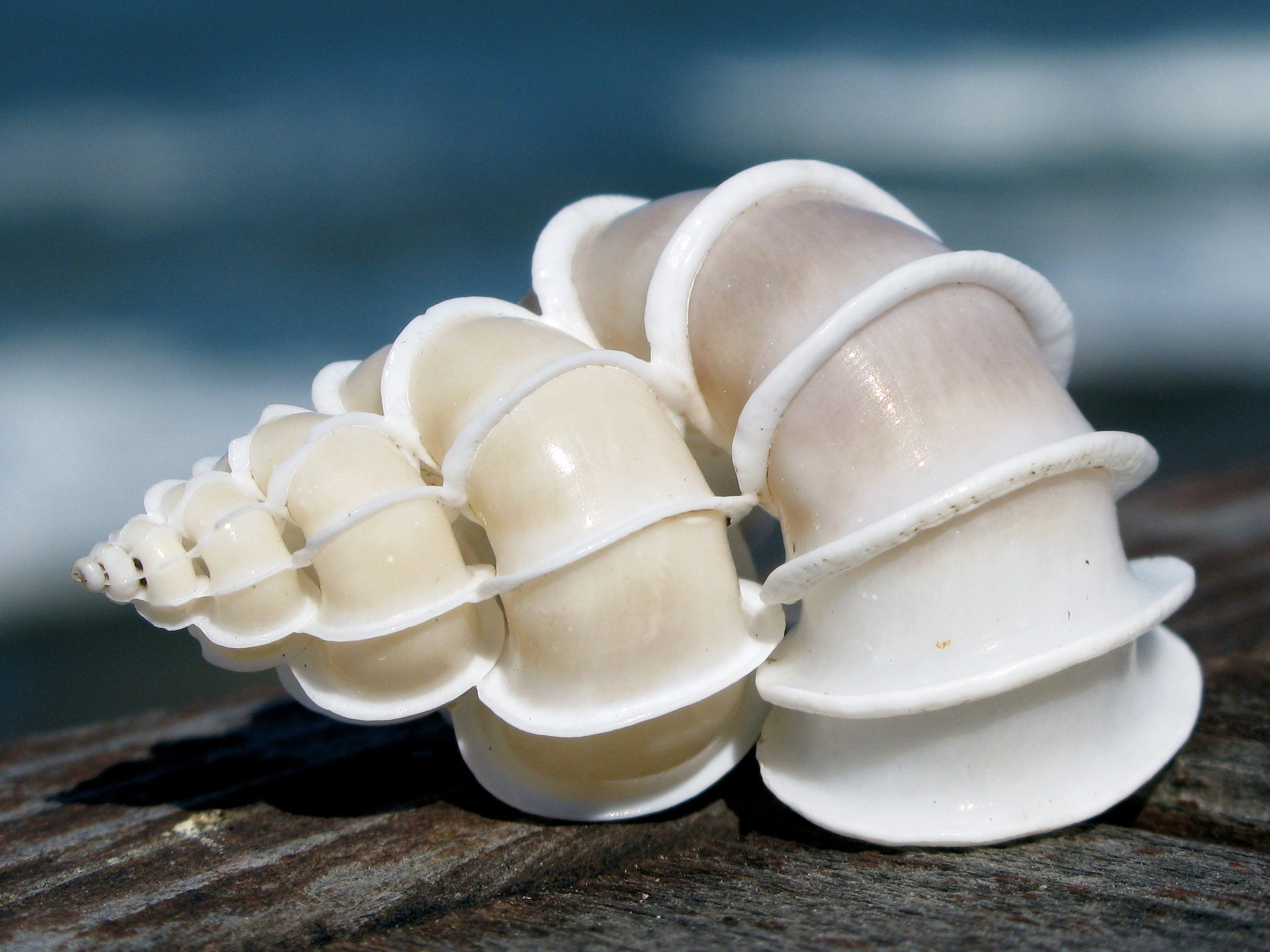 The Rarest and Most Valuable Seashells: Where to Find Them!