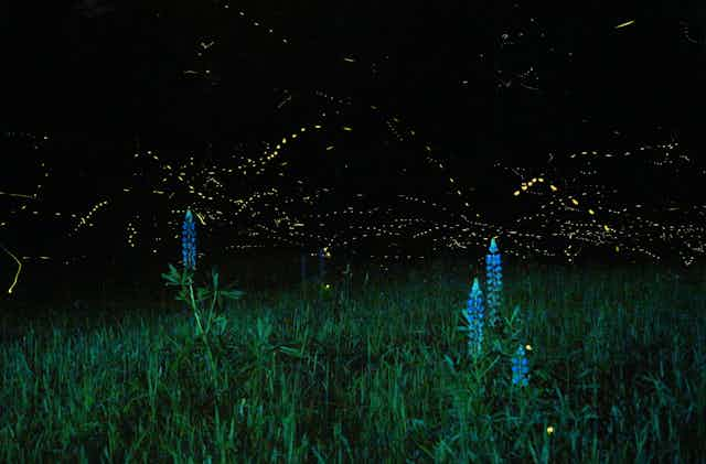 Want to See Firefly Traces? Heres How to Find and Enjoy Them All Summer