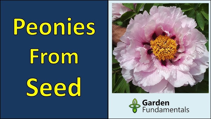 How to Harvest Seeds From Peony: Simple Tips and Tricks!