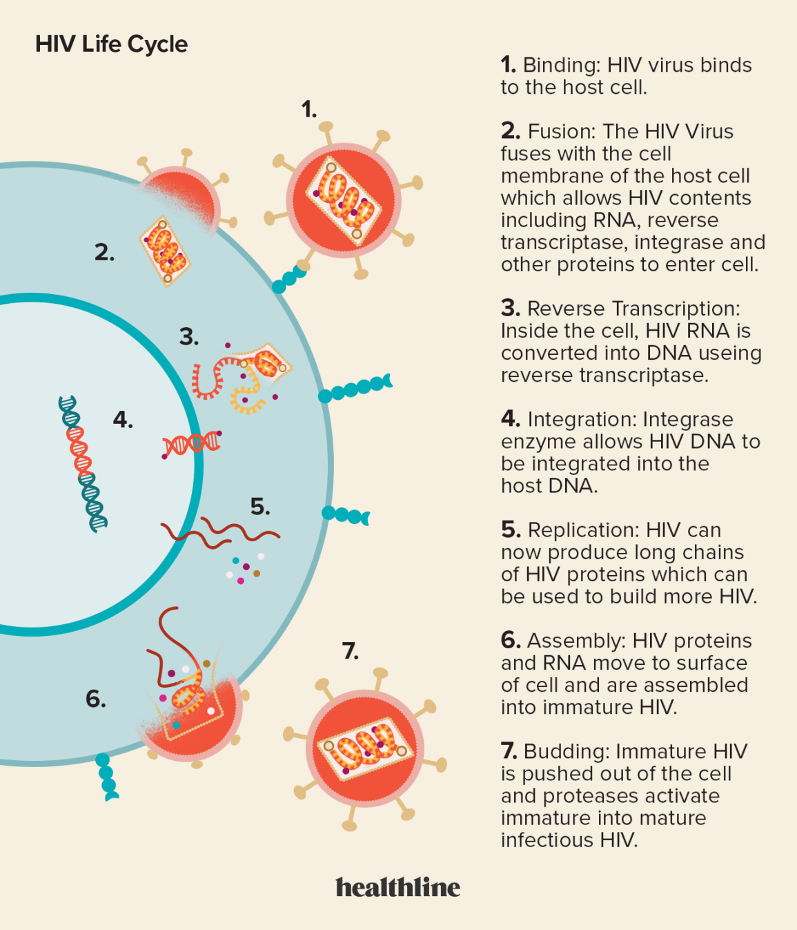 Maripily HIV: Everything Explained (Clear and Simple Guide)